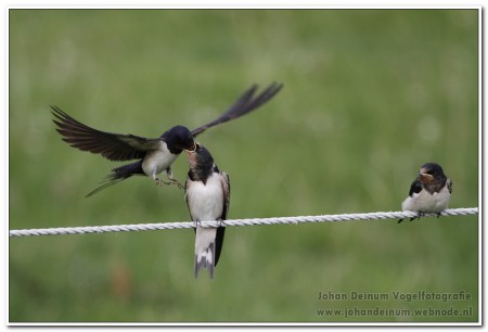 Boerenzwaluw - Tjerkgaast