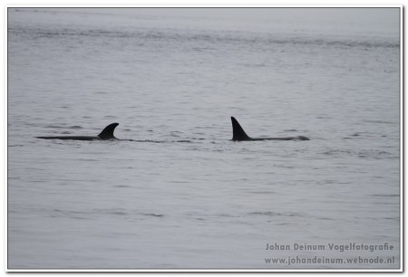 Orka
