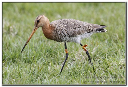 Grutto - Workumerwaard