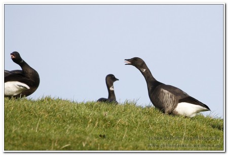 Rotgans - Lauwersmeer