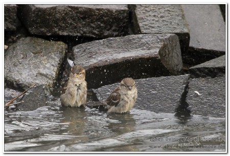 Huismus - Hindeloopen