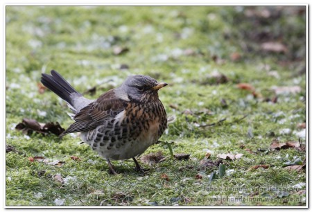 Kramsvogel - Tjerkgaast