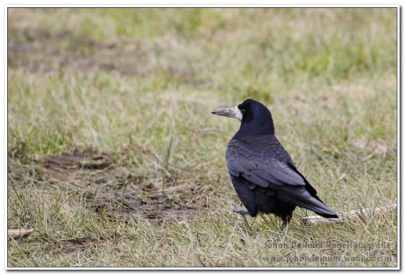 Roek - Brekkenpolder Lemmer