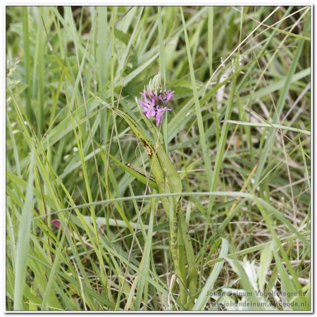 Orchidee - Makkumer Noordwaard