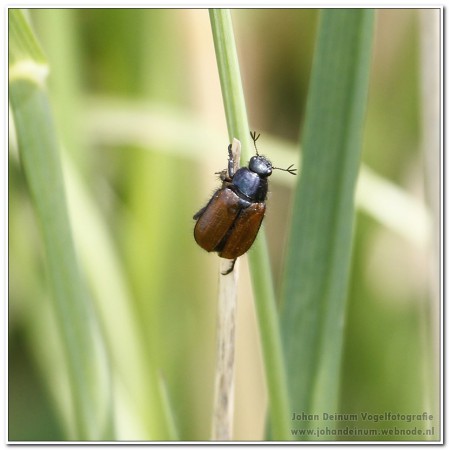 Rozenkever - Makkumer Noordwaard