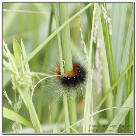 Grote beer (rups) - Makkumer Noordwaard