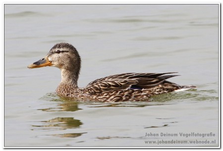 Wilde eend - Makkumer Noordwaard