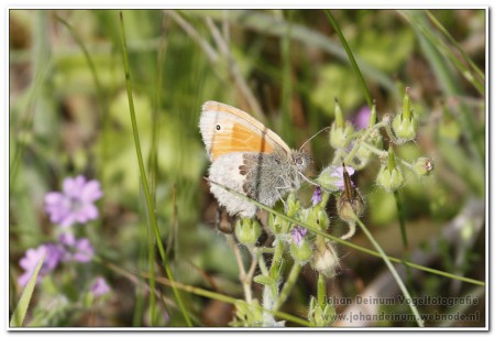 Hooibeestje - Makkumer Noordwaard