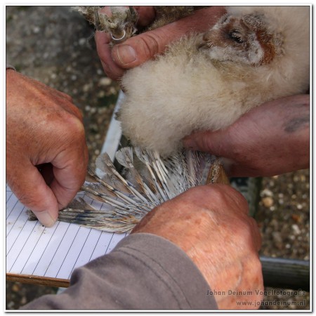 Meten vleugellengte jonge kerkuil