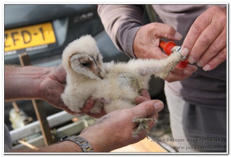 Ringen jonge kerkuil