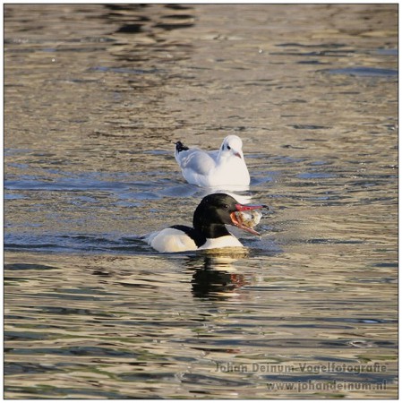 Grote zaagbek (man) met baarsje - Stavoren