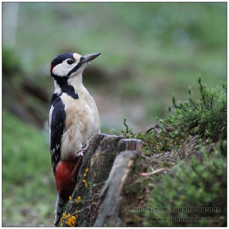 Grote bonte specht (man) - Park hoge veluwe