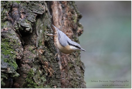 Boomklever - Park hoge veluwe