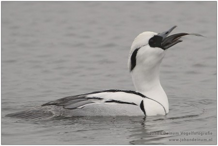 Nonnetje (man) met voorn - It Swin