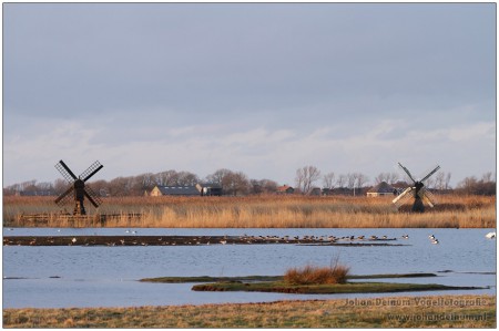 Plasdras gebied - Texel